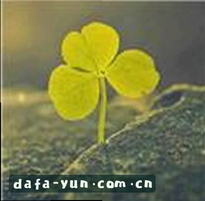 张磊